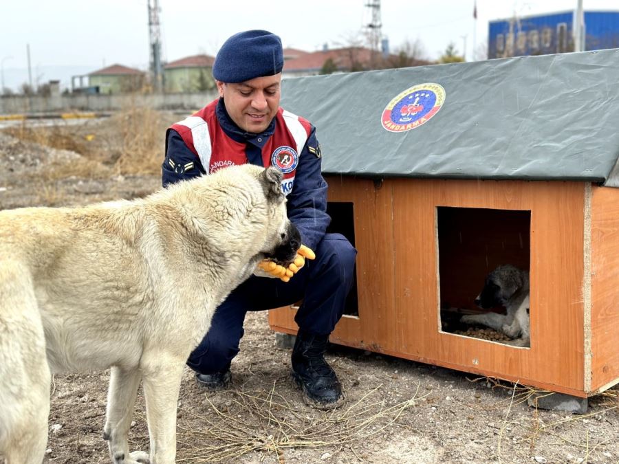 JANDARMA SOKAK HAYVANLARINA KUCAK AÇTI