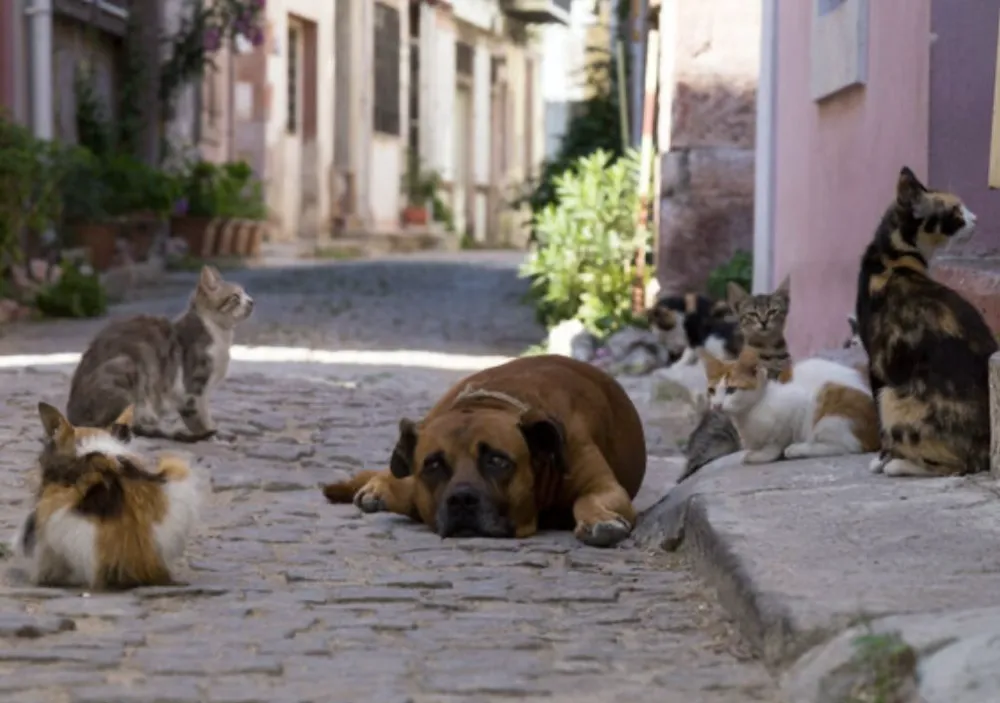 Sarıyahşi’de sokak hayvanları için düğmeye basıldı