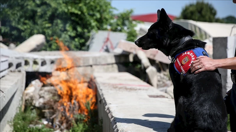 Yangın Tespit Köpeği 