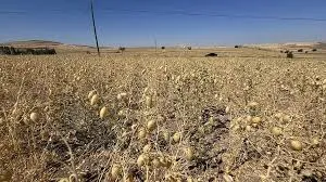 TAKE Projesi kapsamında hasat kontrolleri başladı